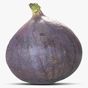 Common Fig
