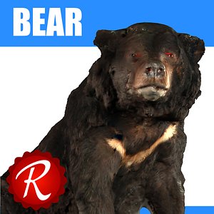 Bear