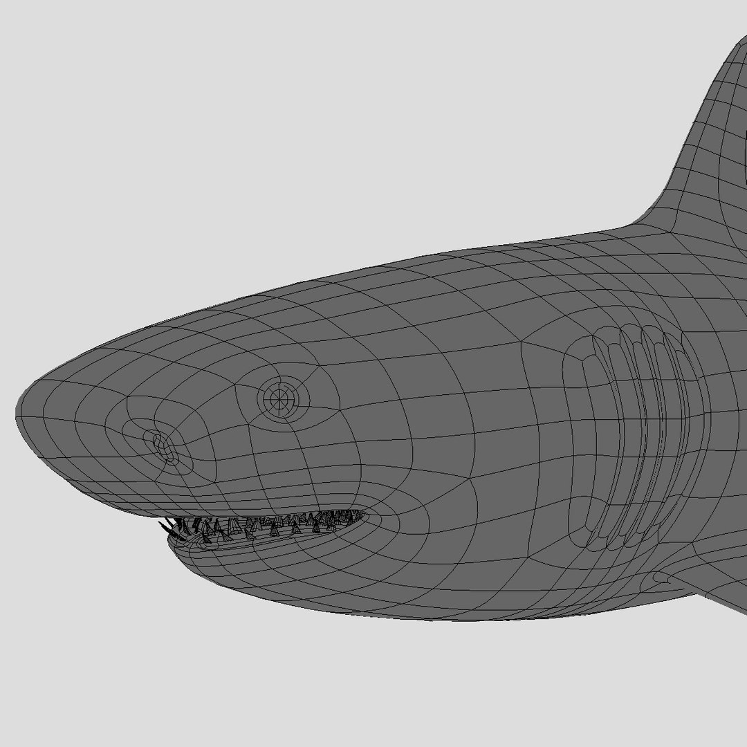 3d great white shark https://p.turbosquid.com/ts-thumb/Xp/7z0XNZ/79P50ZVz/hd11/jpg/1303051098/1920x1080/fit_q87/5d2fa8c4028ecd90dc0aeb647bd9f40783f634f9/hd11.jpg