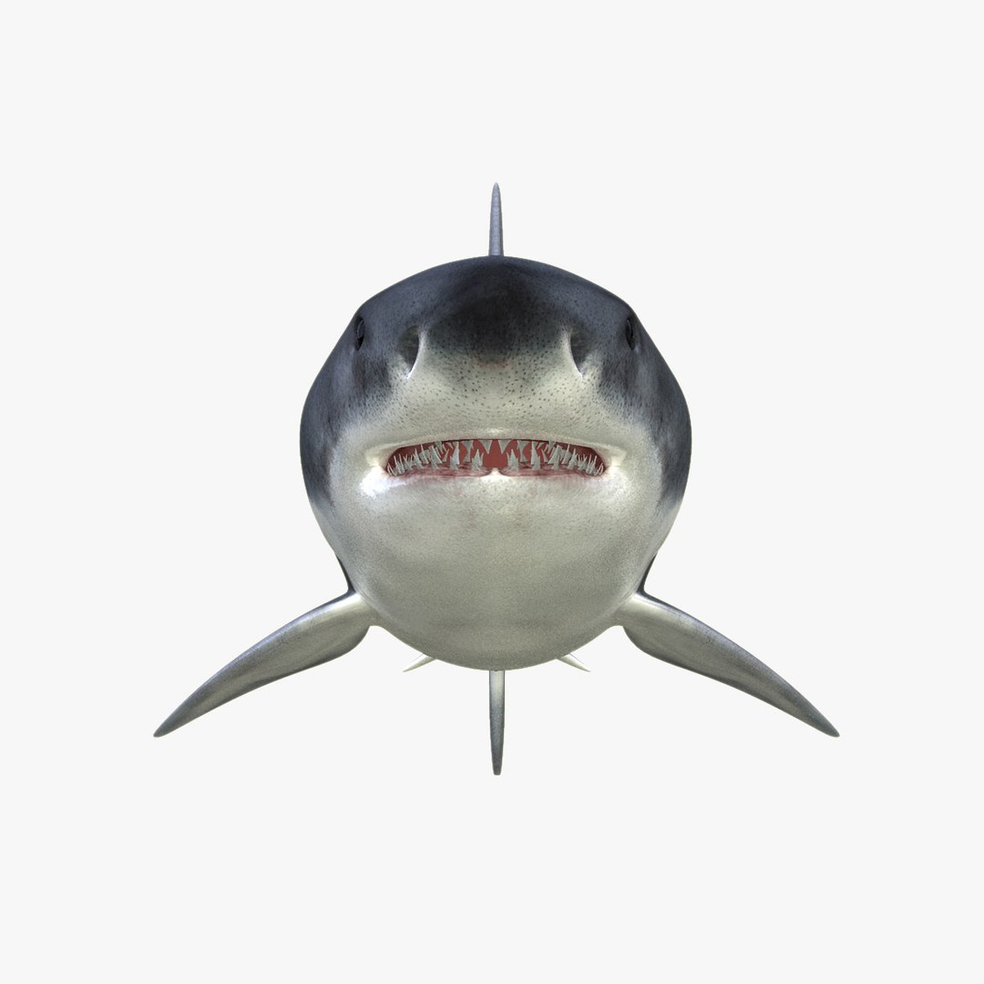 3d great white shark https://p.turbosquid.com/ts-thumb/Xp/7z0XNZ/7YHG5PSF/hd5/jpg/1303051098/1920x1080/fit_q87/d2adf7fb7b6db136fac220d0e6a0ba1c9a229aa5/hd5.jpg