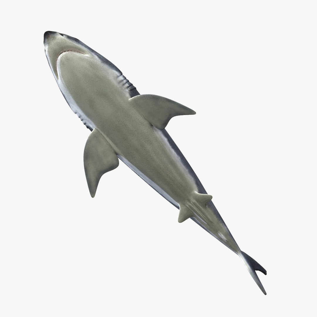 3d great white shark https://p.turbosquid.com/ts-thumb/Xp/7z0XNZ/HdYhLtE3/hd3/jpg/1303051098/1920x1080/fit_q87/696c9547fa8102dd8be622dfeb0cef4d22e78eb8/hd3.jpg
