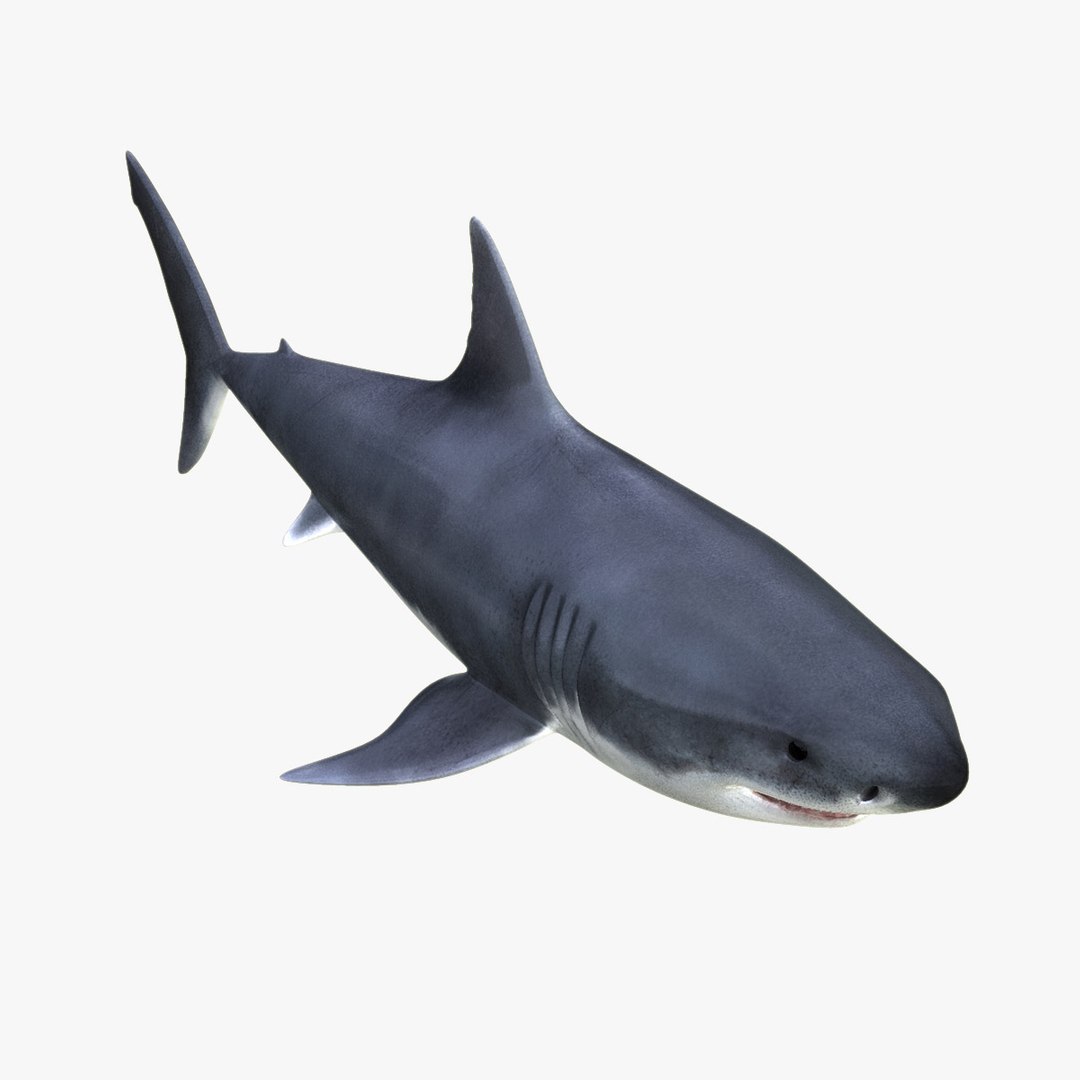 3d great white shark https://p.turbosquid.com/ts-thumb/Xp/7z0XNZ/SNqR9yrz/hd6/jpg/1303051098/1920x1080/fit_q87/02fdf2408808211ff97f0bfe9d19eac50a77ff57/hd6.jpg