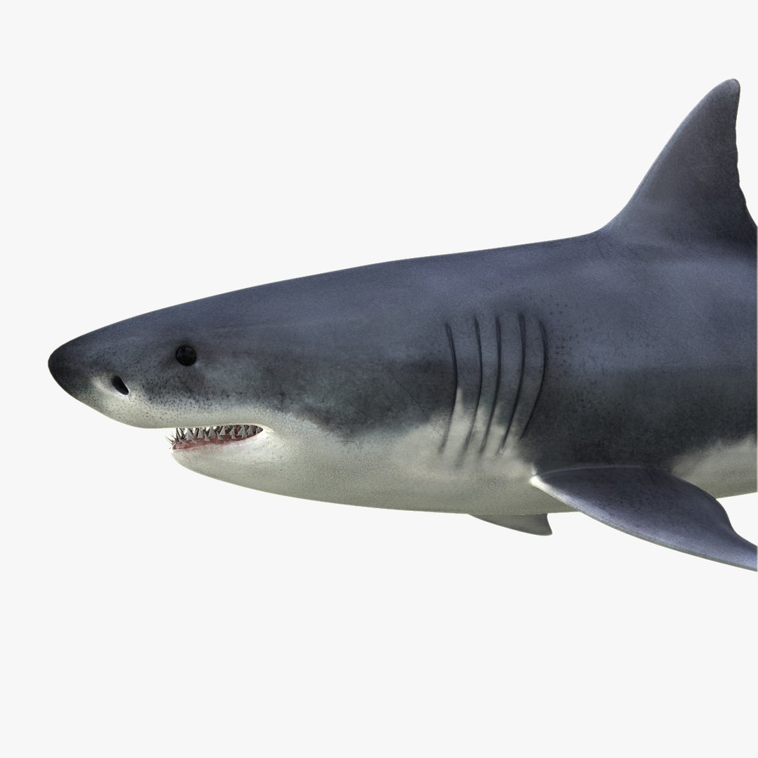3d great white shark https://p.turbosquid.com/ts-thumb/Xp/7z0XNZ/UZkDQtsj/hd4/jpg/1303051098/1920x1080/fit_q87/04a9231a1b03061916f9e0e2133f53b0c2922fdf/hd4.jpg