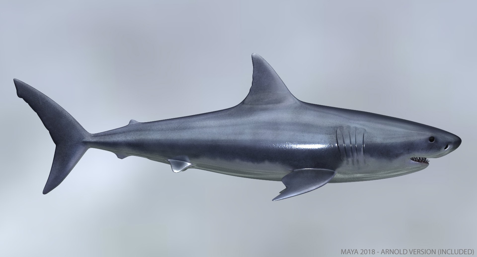 3d great white shark https://p.turbosquid.com/ts-thumb/Xp/7z0XNZ/W1dc6EIt/01tx/jpg/1543144623/1920x1080/fit_q87/3f9c9125dca08b5a73fa244ea5b0ab47d0d0a0fb/01tx.jpg
