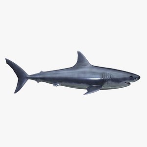3d great white shark
