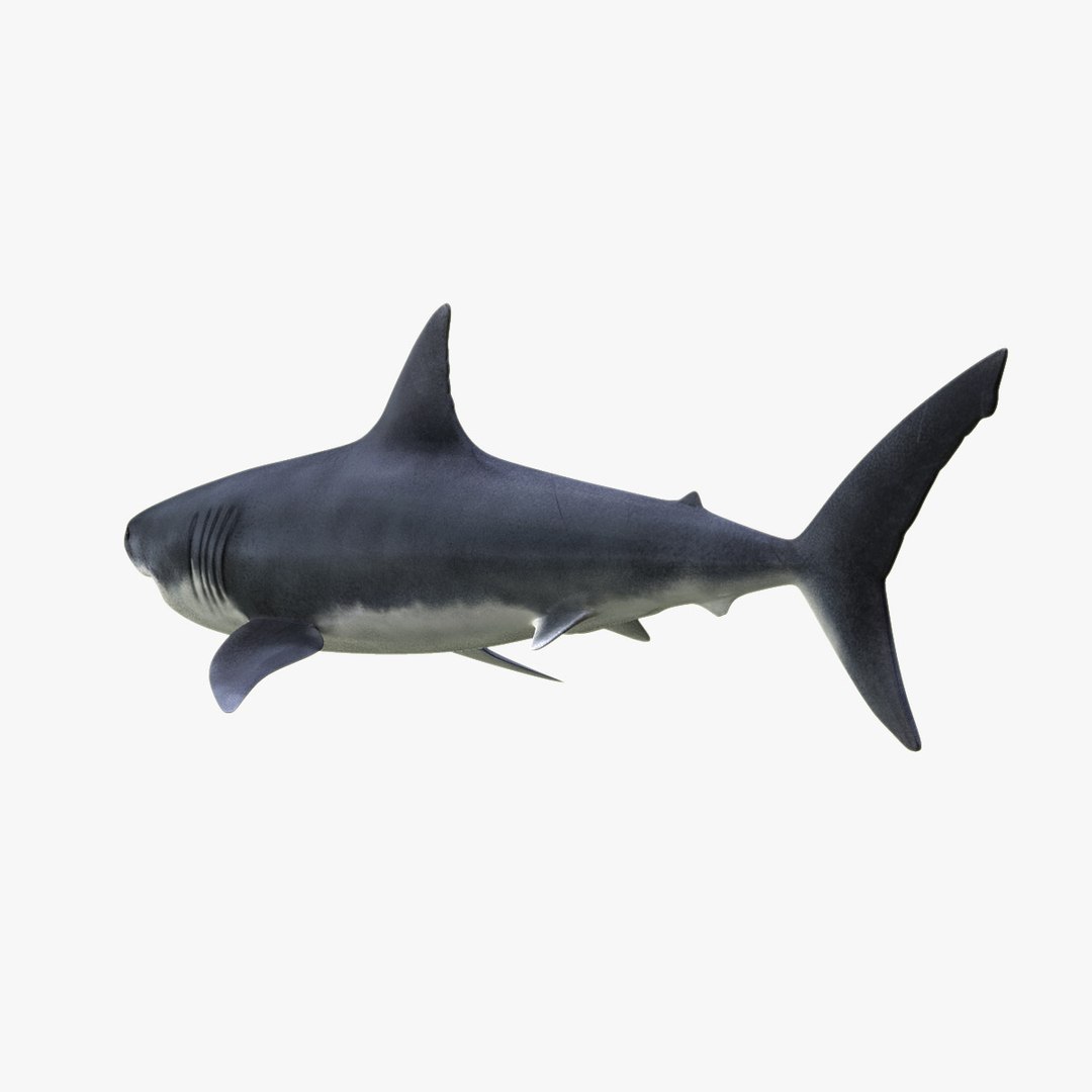 3d great white shark https://p.turbosquid.com/ts-thumb/Xp/7z0XNZ/nqxAzkJJ/hd8/jpg/1303051098/1920x1080/fit_q87/7838e2d978724475d14e885a602d0a5f2b277aab/hd8.jpg