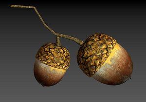 3D Acorns Low-poly 3D