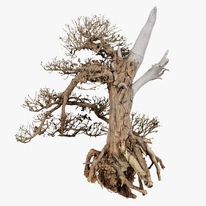 Dead Bonsai Tree 3 Remastered