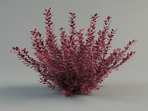 barberry