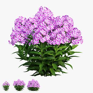 3D model Phlox paniculata candy twist 04
