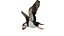 3D Atlantic Puffin Seabird