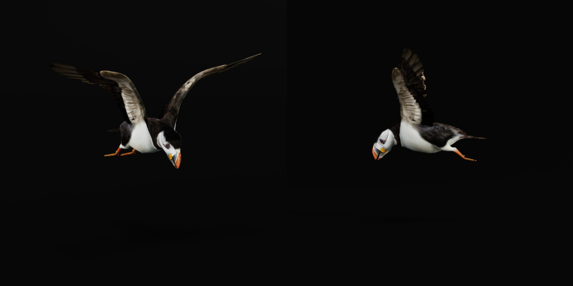 3D Atlantic Puffin Seabird https://p.turbosquid.com/ts-thumb/Xp/M5xYDm/7y/fratercula_arctica_puffin_seabirdcopy2/png/1746374969/1920x1080/fit_q87/dbf4669826476cd807c7e29e72b57c56443e4840/fratercula_arctica_puffin_seabirdcopy2.jpg