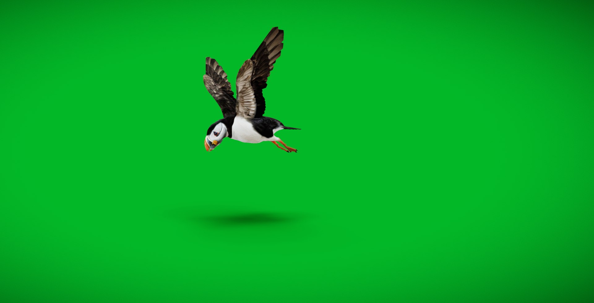 3D Atlantic Puffin Seabird https://p.turbosquid.com/ts-thumb/Xp/M5xYDm/9X/screenshot_20250504_204549/jpg/1746374983/1920x1080/fit_q87/6550dfbadc6821448c423dd3adfb07d0f7c45763/screenshot_20250504_204549.jpg