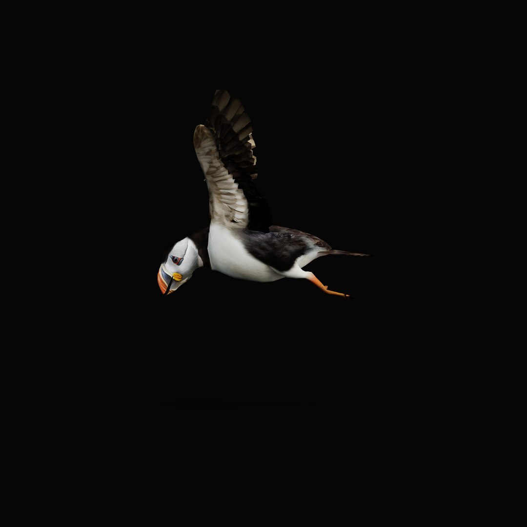 3D Atlantic Puffin Seabird https://p.turbosquid.com/ts-thumb/Xp/M5xYDm/Ae/armature_0009/jpg/1746374970/1920x1080/fit_q87/e682adfb90952fb7e11a25848e41b6f24d214783/armature_0009.jpg