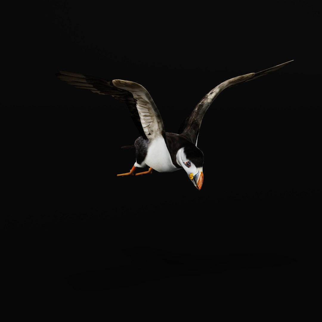 3D Atlantic Puffin Seabird https://p.turbosquid.com/ts-thumb/Xp/M5xYDm/CC/armature_0007/jpg/1746374969/1920x1080/fit_q87/d4d1b471505c70f275c652e745d4475f97c05084/armature_0007.jpg