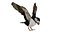 3D Atlantic Puffin Seabird