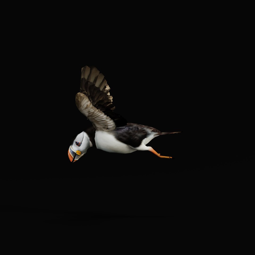 3D Atlantic Puffin Seabird https://p.turbosquid.com/ts-thumb/Xp/M5xYDm/HA/armature_0006/jpg/1746374968/1920x1080/fit_q87/86cbf2e3c1eba1fc57e5b62180c4d3712f9464c3/armature_0006.jpg