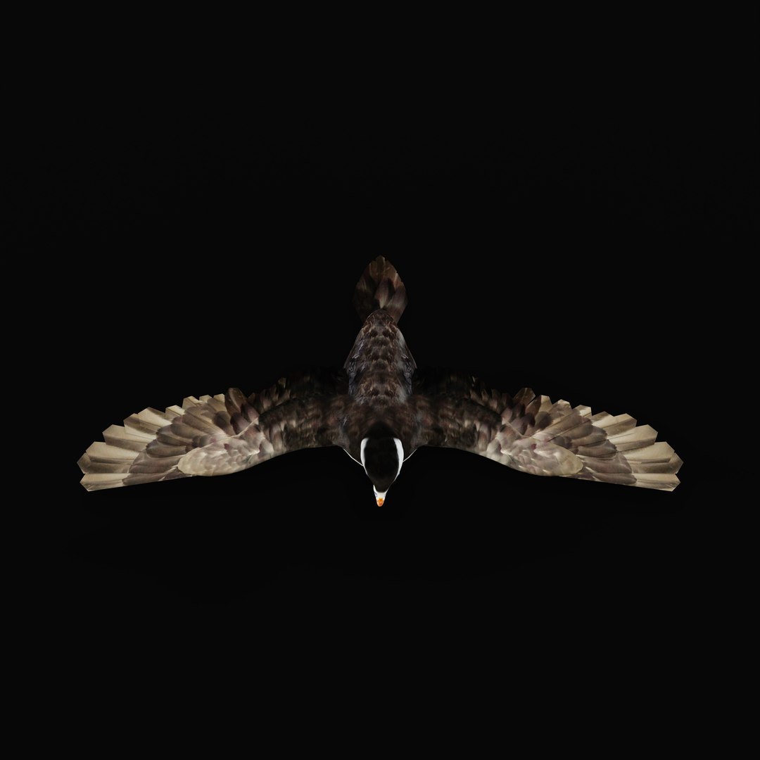 3D Atlantic Puffin Seabird https://p.turbosquid.com/ts-thumb/Xp/M5xYDm/JX/armature_0002/jpg/1746374972/1920x1080/fit_q87/e75185fd63d61c3b65503a6f9c9cd5a2c69801d4/armature_0002.jpg