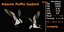 3D Atlantic Puffin Seabird