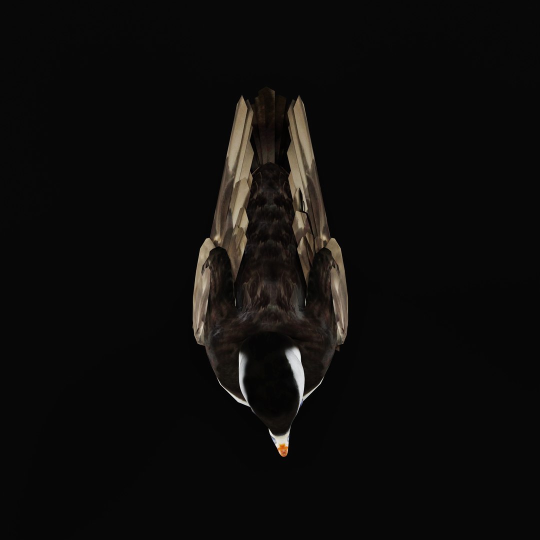 3D Atlantic Puffin Seabird https://p.turbosquid.com/ts-thumb/Xp/M5xYDm/Qu/armature_0003/jpg/1746375003/1920x1080/fit_q87/9281b95a46edf6ce9f194fb9839c3bbabb0f7966/armature_0003.jpg