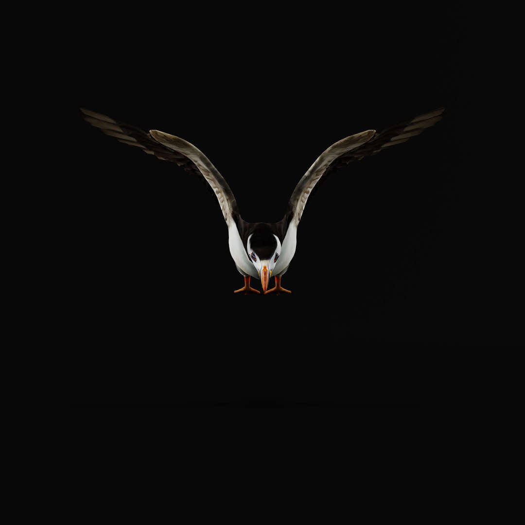 3D Atlantic Puffin Seabird https://p.turbosquid.com/ts-thumb/Xp/M5xYDm/Sz/armature_0008/jpg/1746374970/1920x1080/fit_q87/6cfda3c3048ffea5144327b42902cec634d83184/armature_0008.jpg