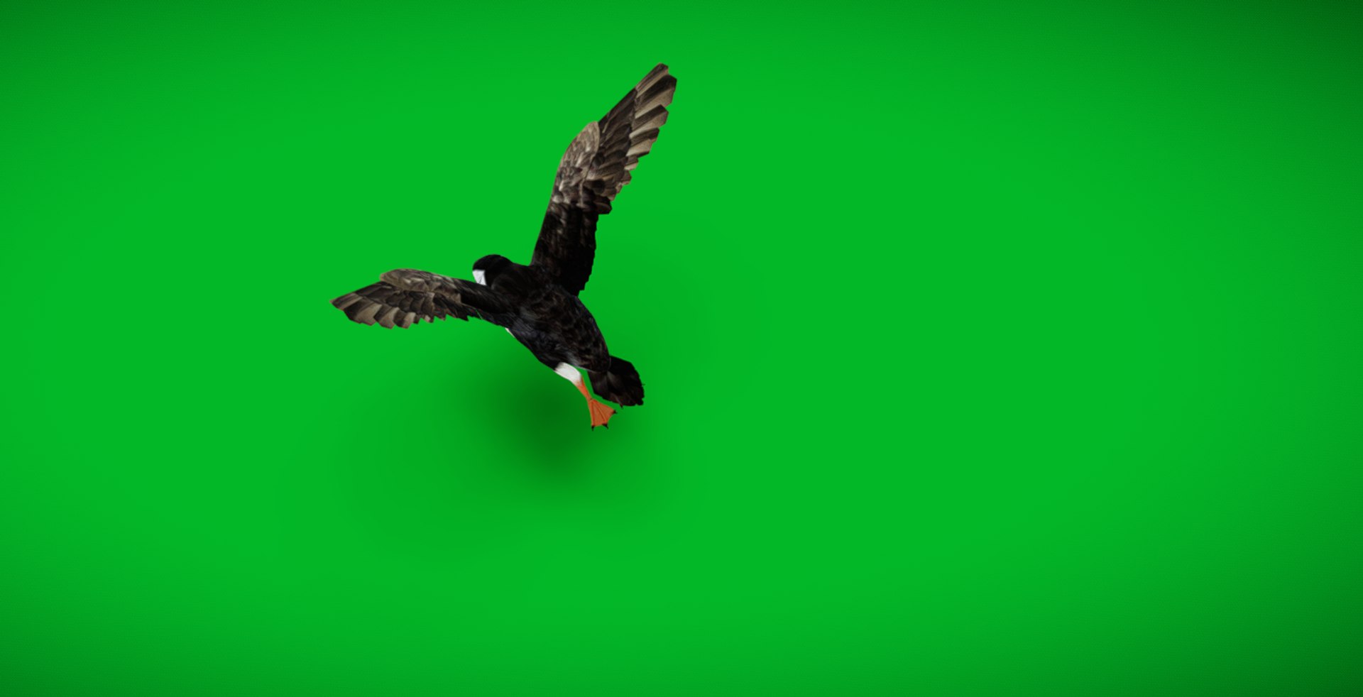 3D Atlantic Puffin Seabird https://p.turbosquid.com/ts-thumb/Xp/M5xYDm/T8/screenshot_20250504_204553/jpg/1746374983/1920x1080/fit_q87/8f9e6c775d157deadd88fcec3a0acfd63ad9ed52/screenshot_20250504_204553.jpg