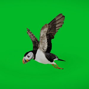 3D Atlantic Puffin Seabird