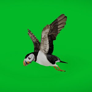 Atlantic Puffin Seabird