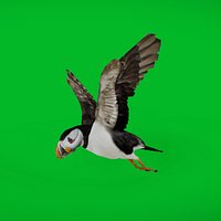 Atlantic Puffin Seabird
