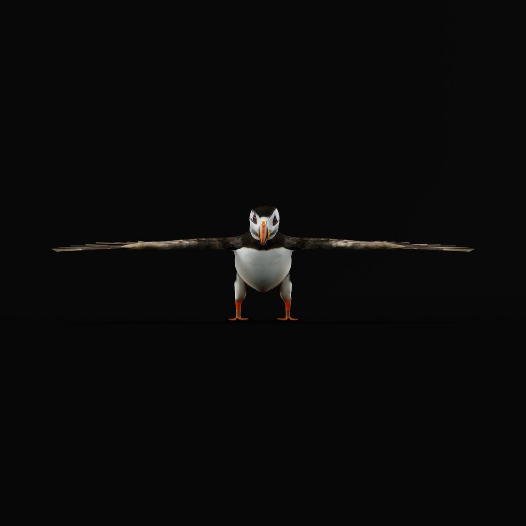 3D Atlantic Puffin Seabird https://p.turbosquid.com/ts-thumb/Xp/M5xYDm/ib/armature_0000/jpg/1746375004/1920x1080/fit_q87/bb8e6541e43097523c6b482ae38b5da35c461f0b/armature_0000.jpg
