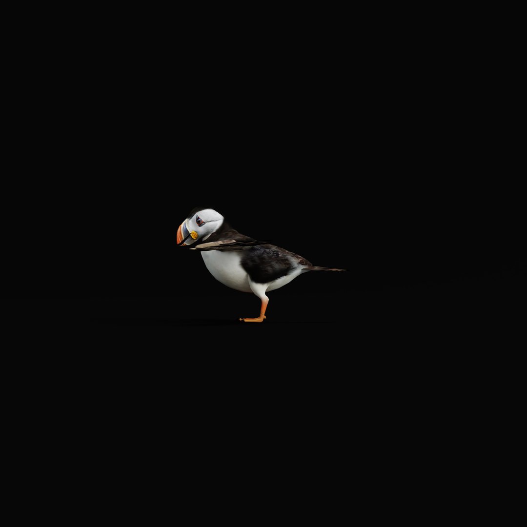 3D Atlantic Puffin Seabird https://p.turbosquid.com/ts-thumb/Xp/M5xYDm/mv/armature_0001/jpg/1746375004/1920x1080/fit_q87/829b63f99c30a142c5c00327d8fdb696425d37c3/armature_0001.jpg