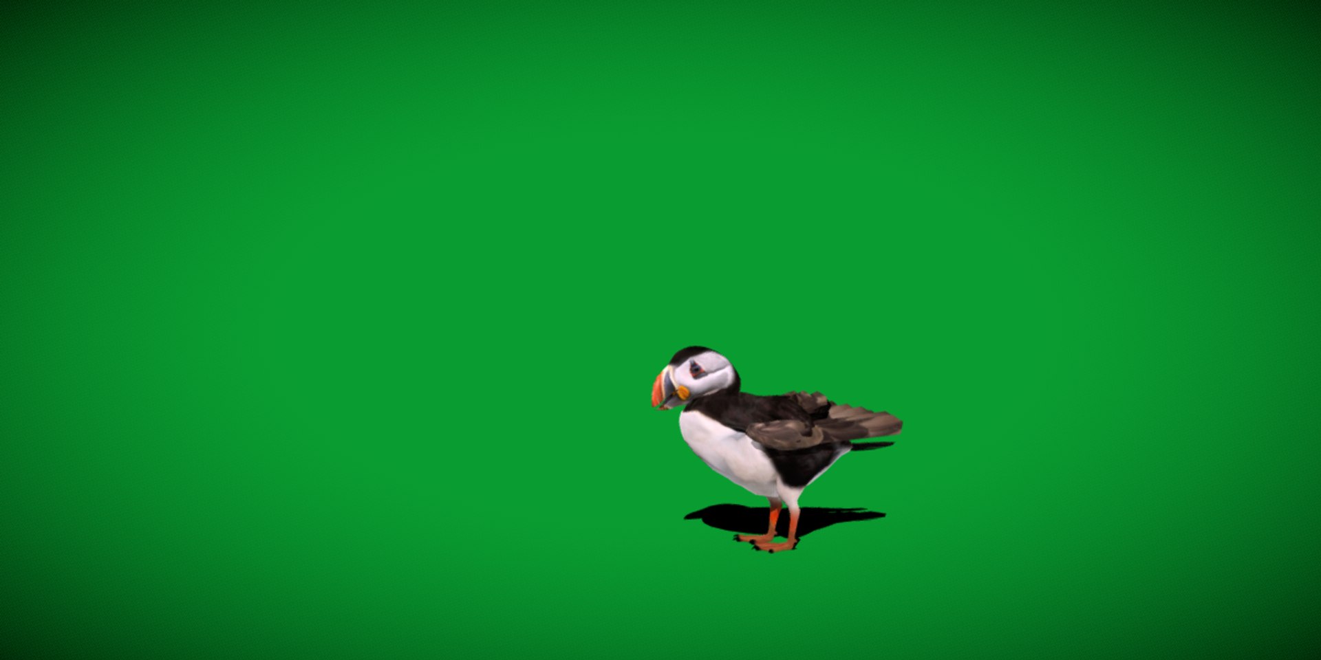3D Atlantic Puffin Seabird https://p.turbosquid.com/ts-thumb/Xp/M5xYDm/ob/puffin_seabird12/png/1746374990/1920x1080/fit_q87/b088b64f4d6d3c78ec86e677ce47e43ef399b42d/puffin_seabird12.jpg