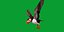 3D Atlantic Puffin Seabird