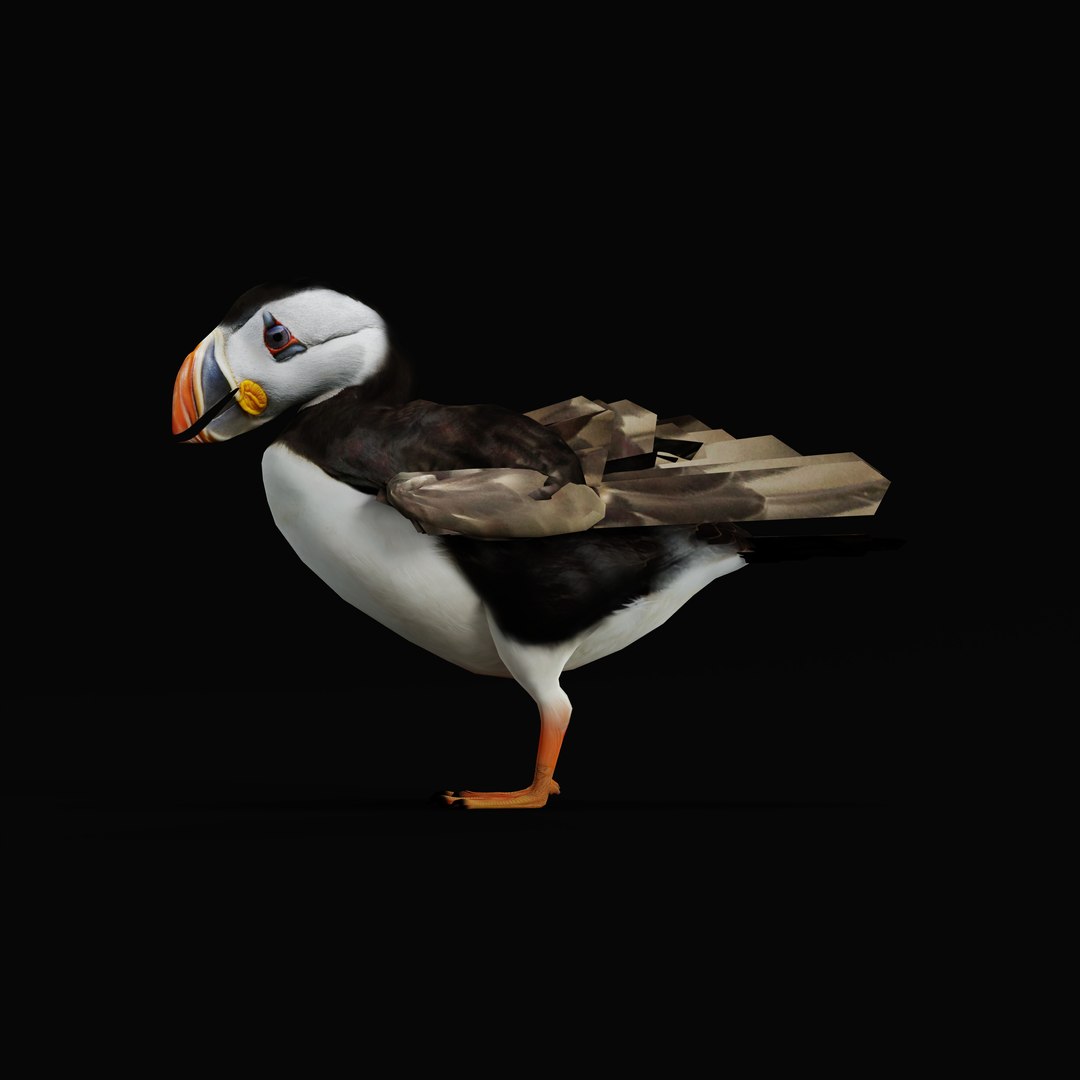 3D Atlantic Puffin Seabird https://p.turbosquid.com/ts-thumb/Xp/M5xYDm/rL/armature_0005/jpg/1746375005/1920x1080/fit_q87/035fa2ce327481de09a917ddb80a8ec7f9e8c33b/armature_0005.jpg