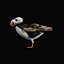 3D Atlantic Puffin Seabird