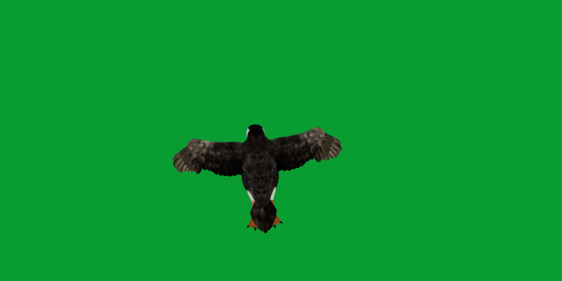 3D Atlantic Puffin Seabird https://p.turbosquid.com/ts-thumb/Xp/M5xYDm/th/puffin_seabird6/png/1746374987/1920x1080/fit_q87/bc536ead3714fa044c18570fe293db43be65be85/puffin_seabird6.jpg