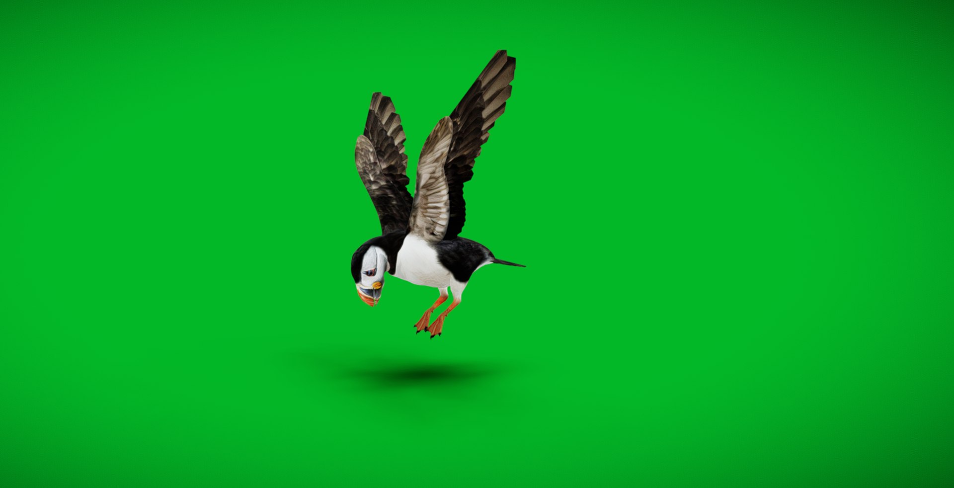 3D Atlantic Puffin Seabird https://p.turbosquid.com/ts-thumb/Xp/M5xYDm/tm/screenshot_20250504_204629/jpg/1746374984/1920x1080/fit_q87/b946155d14ac3c071363f92a5e4fcbed3bcbd541/screenshot_20250504_204629.jpg