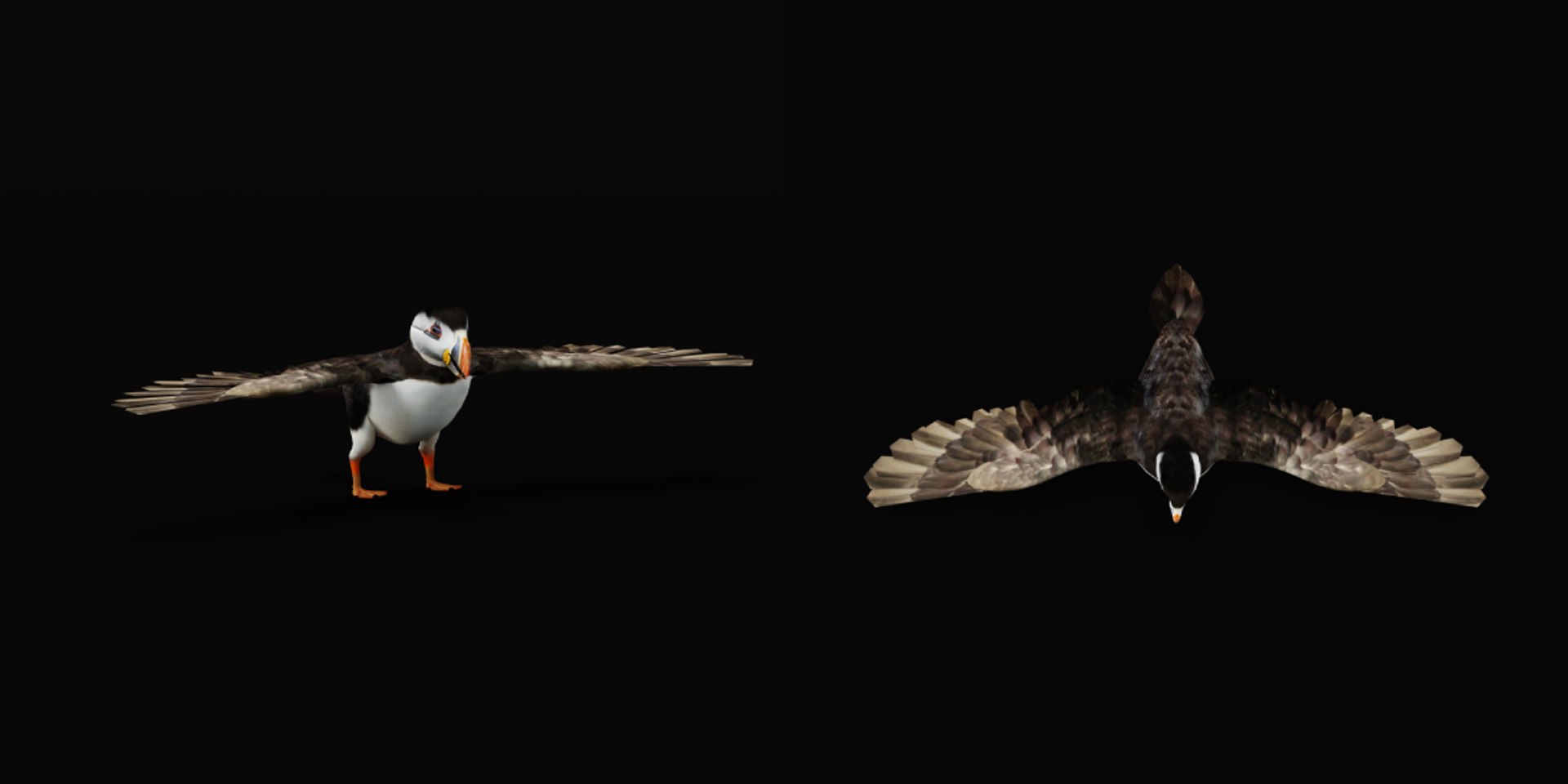 3D Atlantic Puffin Seabird https://p.turbosquid.com/ts-thumb/Xp/M5xYDm/w2/puffin_seabird3/png/1746374985/1920x1080/fit_q87/47a4d2878c4cfa12fd8f5eb8b5f3c5b72209019c/puffin_seabird3.jpg