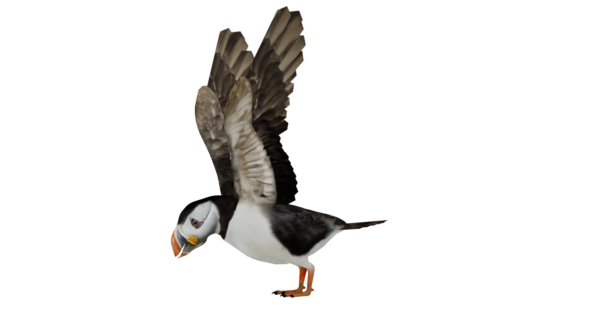 3D Atlantic Puffin Seabird https://p.turbosquid.com/ts-thumb/Xp/M5xYDm/wv/puffin_seabird_preview13/png/1746374977/1920x1080/fit_q87/76aef5e94d7cfec7dfd4a9baf3ca56d5af2c996a/puffin_seabird_preview13.jpg