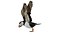 3D Atlantic Puffin Seabird