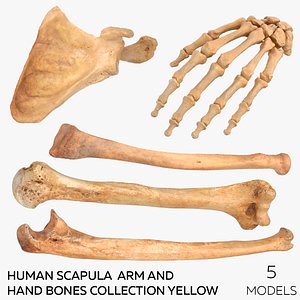 3D Human Scapula  Arm and Hand Bones Collection Yellow - 5 models model