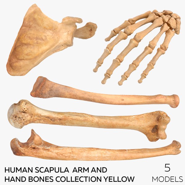 3D Human Scapula Arm and Hand Bones Collection Yellow - 5 models model