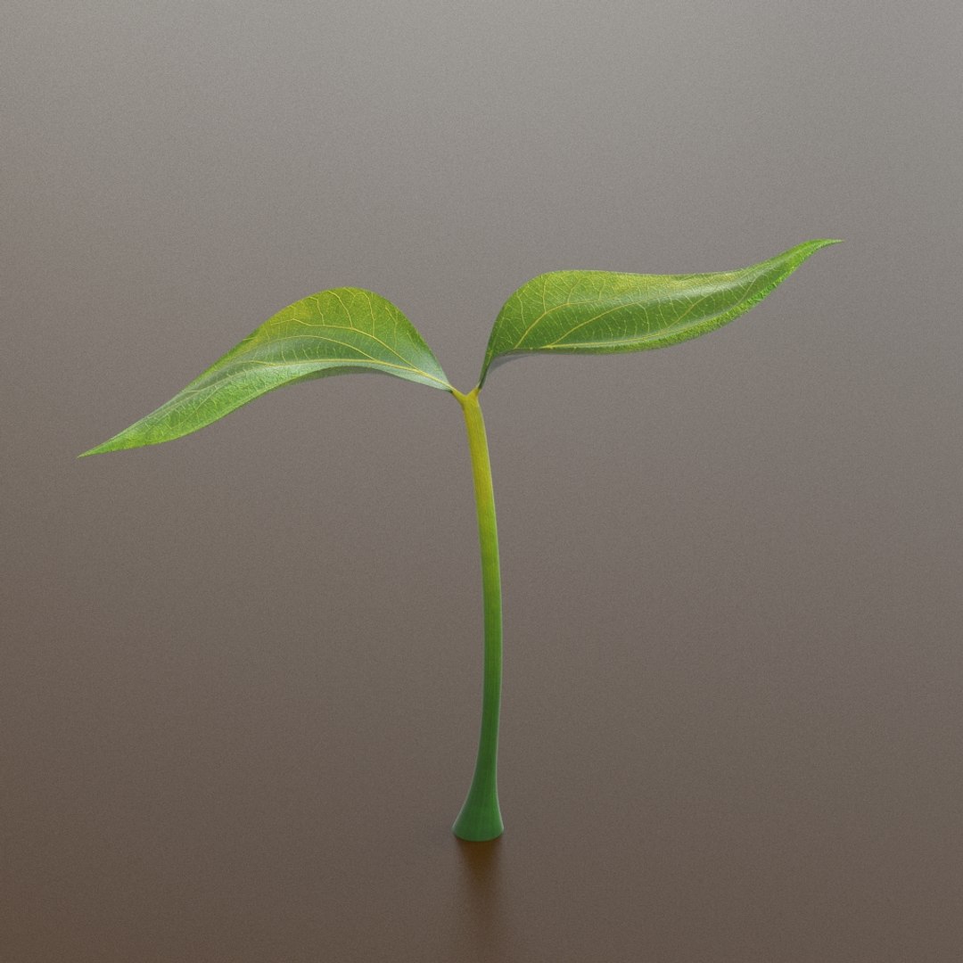 3D growing plant leaf model - TurboSquid 1410034