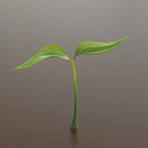 3D growing plant leaf model