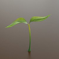 Grow baby plant