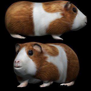 3D fully rigged low poly  Guinea pig model