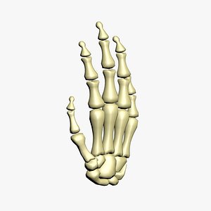 3D Realistic Rigged Skeleton Hand model