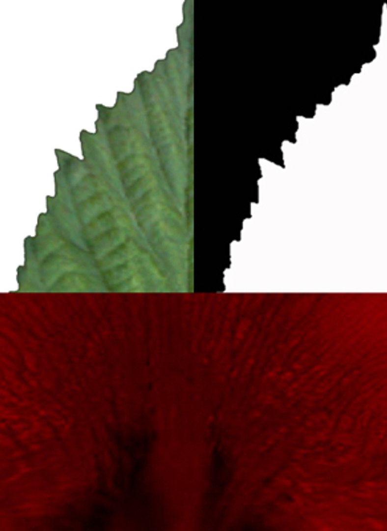 ma roses leaf backrounds https://p.turbosquid.com/ts-thumb/Xp/hS9WPx/RYJX5JUL/textures/jpg/1182433204/1920x1080/fit_q87/92186db8112212e783ec2ba469cec5e950136540/textures.jpg