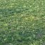 Spring Grass