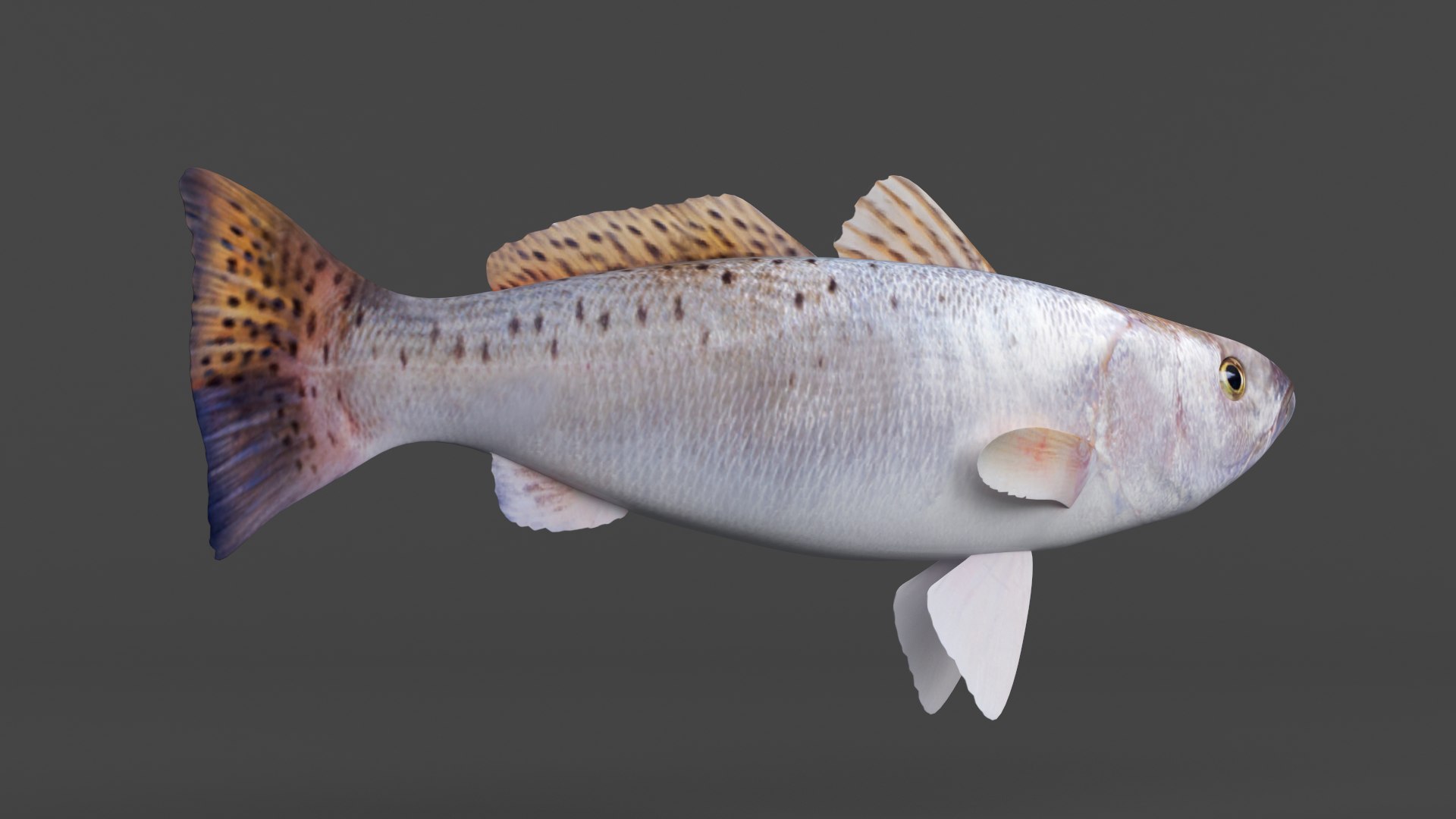 3D Seatrout Fish - TurboSquid 2113970